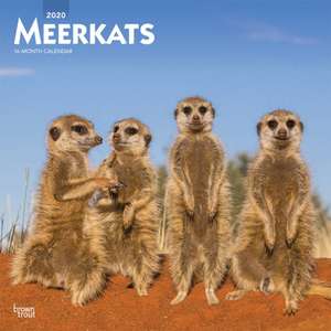 Meerkats - Erdmännchen 2020 - 18-Monatskalender