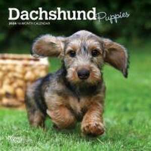 Dachshund Puppies 2024 Mini 7x7 de Browntrout