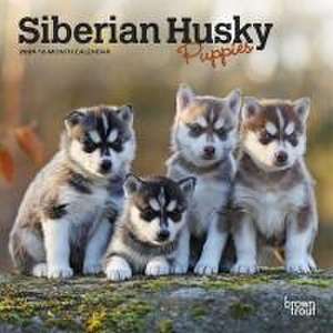 Siberian Husky Puppies 2024 Mini 7x7 de Browntrout