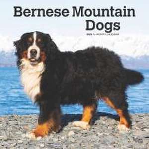 Bernese Mountain Dogs 2025 12 X 24 Inch Monthly Square Wall Calendar Plastic-Free de Browntrout