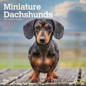 Miniature Dachshunds 2025 12 X 24 Inch Monthly Square Wall Calendar Plastic-Free de Browntrout