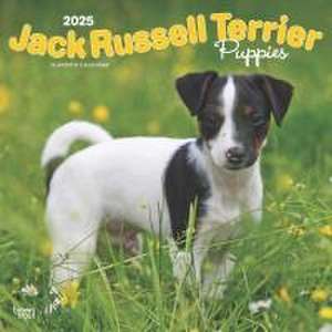 Jack Russell Terrier Puppies 2025 12 X 24 Inch Monthly Square Wall Calendar Plastic-Free de Browntrout