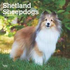 Shetland Sheepdogs 2025 12 X 24 Inch Monthly Square Wall Calendar Plastic-Free de Browntrout