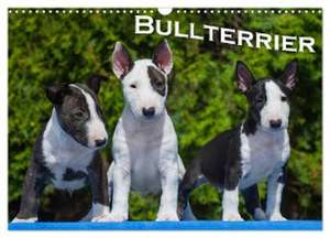 Bullterrier (Wandkalender 2024 DIN A3 quer), CALVENDO Monatskalender de Bullterrier Bullterrier