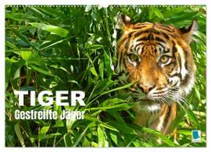 Tiger: Gestreifte Jäger (Wandkalender 2025 DIN A2 quer), CALVENDO Monatskalender de Calvendo Calvendo