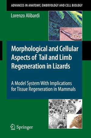 Morphological and Cellular Aspects of Tail and Limb Regeneration in Lizards: A Model System With Implications for Tissue Regeneration in Mammals de Lorenzo Alibardi