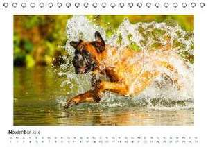 Deutscher Boxer - Boxer im Wasser 2016 (Tischkalender 2016 DIN A5 quer) de Kerstin Mielke