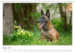 Malinois - Partner auf vier Pfoten (Wandkalender 2024 DIN A4 quer), CALVENDO Monatskalender de Martina Wrede - Wredefotografie