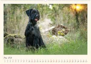 Riesenschnauzer... charakterstarke Hunde (hochwertiger Premium Wandkalender 2024 DIN A2 quer), Kunstdruck in Hochglanz de Martina Wrede - Wredefotografie