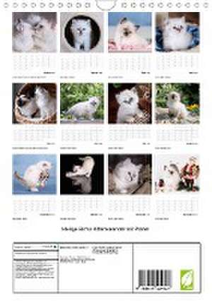 Heilige Birma Kittenkalender mit Planer (Wandkalender 2024 DIN A4 hoch), CALVENDO Monatskalender de Michaela Thoms