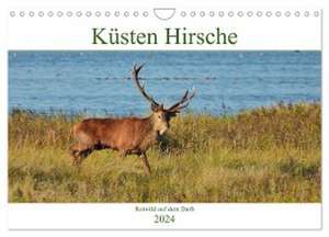 Küsten Hirsche - Rotwild auf dem Darß (Wandkalender 2024 DIN A4 quer), CALVENDO Monatskalender de René Schaack