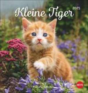 Katzen Postkartenkalender Kleine Tiger 2025 de Heye