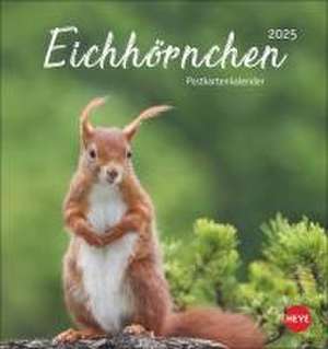 Eichhörnchen Postkartenkalender 2025 de Heye