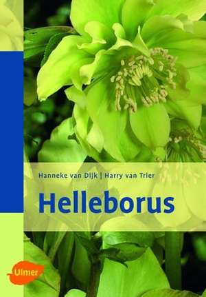 Helleborus de Hanneke van Dijk