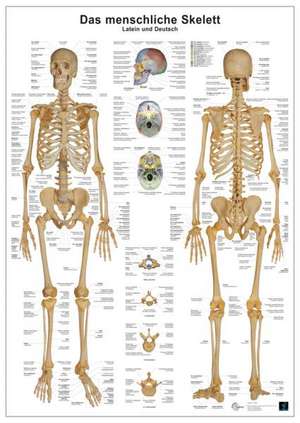 Anatomie-Lerntafel/Skelett