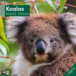 Koalas Kalender 2025 - 30x30 de Ackermann Kunstverlag