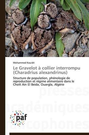 Le Gravelot à collier interrompu (Charadrius alexandrinus) de Mohammed Kouidri