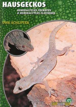 Hausgeckos - Hemidactylus Frenatus & Hemidactylus Flaviridis de Uwe Schlüter