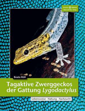 Tagaktive Zweggeckos der Gattung Lygodactylus de Beate Röll