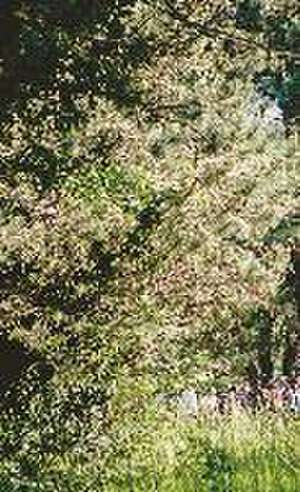 Polylemma (Deutsche Sprachausgabe) de Raumlaborberlin