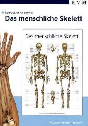 Anatomie Lernposter. Das menschliche Skelett