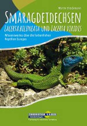 Smaragdeidechsen Lacerta bilineata und Lacerta viridis de Martin Dieckmann