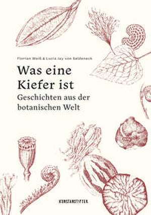 Was eine Kiefer ist de Lucia Jay von Seldeneck