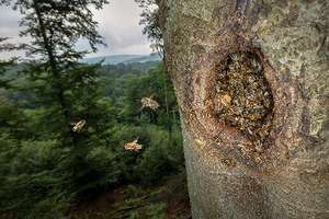 Honigbienen - geheimnisvolle Waldbewohner de Ingo Arndt