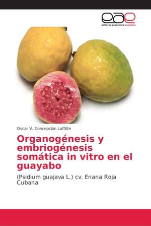 Organogénesis y embriogénesis somática in vitro en el guayabo de Oscar V. Concepción Laffitte