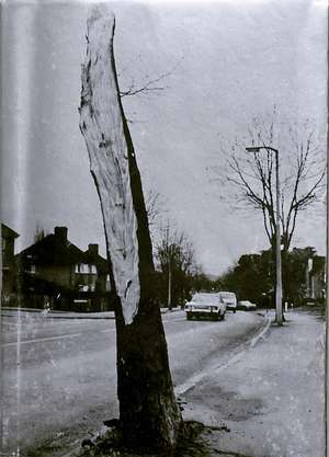 The Luton Auguries de Timothy Prus
