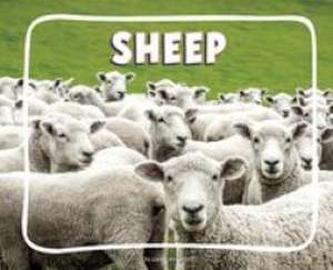 Sheep de Lisa J. Amstutz
