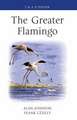 Greater Flamingo