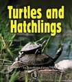 Turtles and Hatchlings