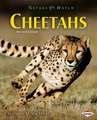 Cheetahs