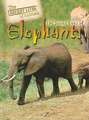 The Secret Lives of Elephants