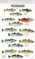 Mac's Field Guide to Trout and Salmon of North America