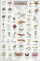 California Coastal Invertebrates