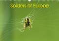 Spiders of Europe (Wall Calendar 2020 DIN A3 Landscape)