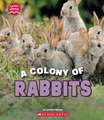 A Colony of Rabbits (Learn About: Animals)