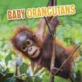 Baby Orangutans