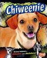 Chiweenie: A Cross Between a Chihuahua and a Dachshund