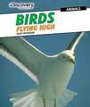 Birds: Flying High