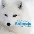 All about Animals in Winter