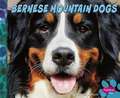 Bernese Mountain Dogs