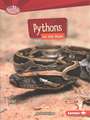 Pythons on the Hunt