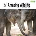 WWF AMAZING WILDLIFE SQUARE WALL CALENDA