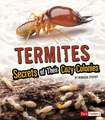 Termites: Secrets of Their Cozy Colonies