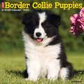 BORDER COLLIE PUPPIES 2022 WALL CALENDAR