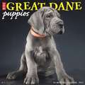 GREAT DANE PUPPIES 2022 WALL CALENDAR