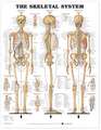 The Skeletal System Anatomical Chart